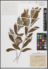 Foto von Salix appendiculata Vill. x Salix purpurea L.